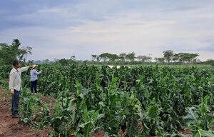 Granizada afectó varias hectáreas de cultivos en 25 de Diciembre - Nacionales - ABC Color