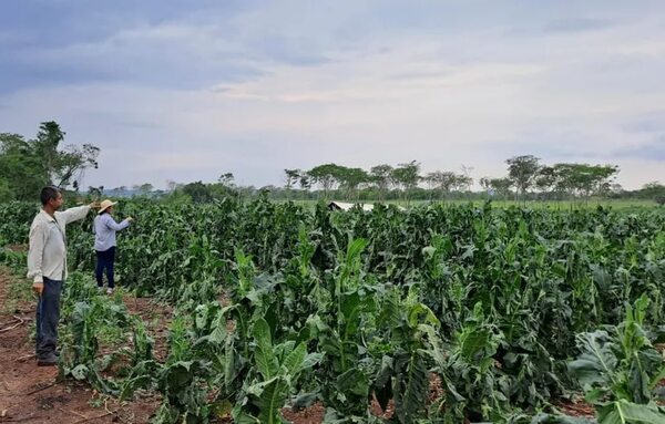 Granizada afectó varias hectáreas de cultivos en 25 de Diciembre - Nacionales - ABC Color