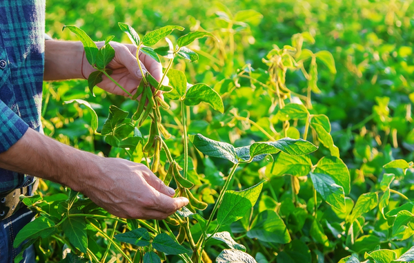 Región Oriental llegará al 90 % de la siembra de soja este fin de semana, señalan