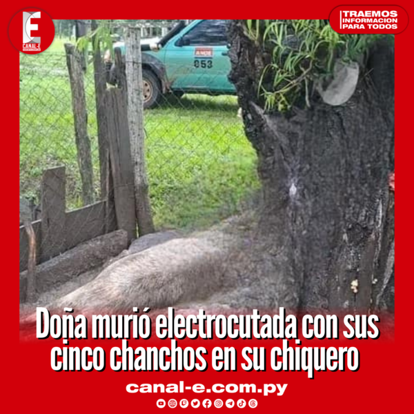 Doña murió electrocutada con sus cinco chanchos en su chiquero