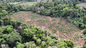 Diario HOY | Operativo Nueva Alianza eliminó 27 toneladas de marihuana