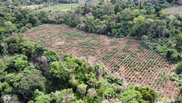 Diario HOY | Operativo Nueva Alianza eliminó 27 toneladas de marihuana