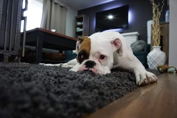 Mascotas: Babesiosis canina - Mascotas - ABC Color