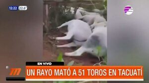 ¡Rayo mató a 51 toros en Tacuatí! | Telefuturo