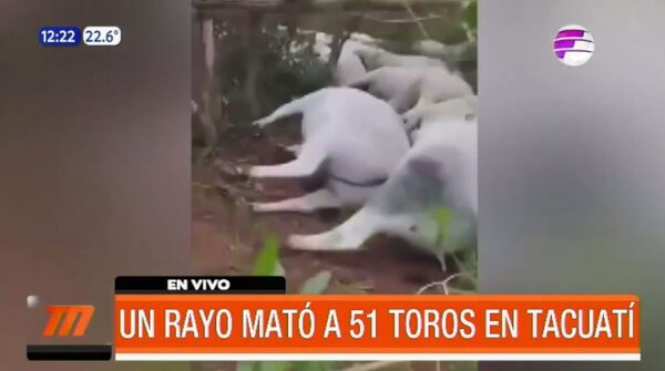 ¡Rayo mató a 51 toros en Tacuatí! | Telefuturo