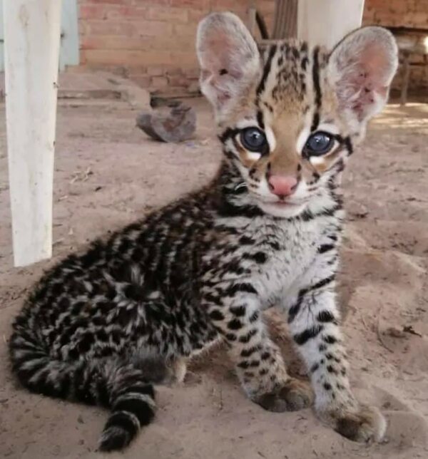 Chaco: rescatan un pequeño ocelote que estaba siendo transportado en un bus - Noticias del Chaco - ABC Color