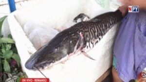 Este miércoles arranca la veda pesquera - Noticias Paraguay