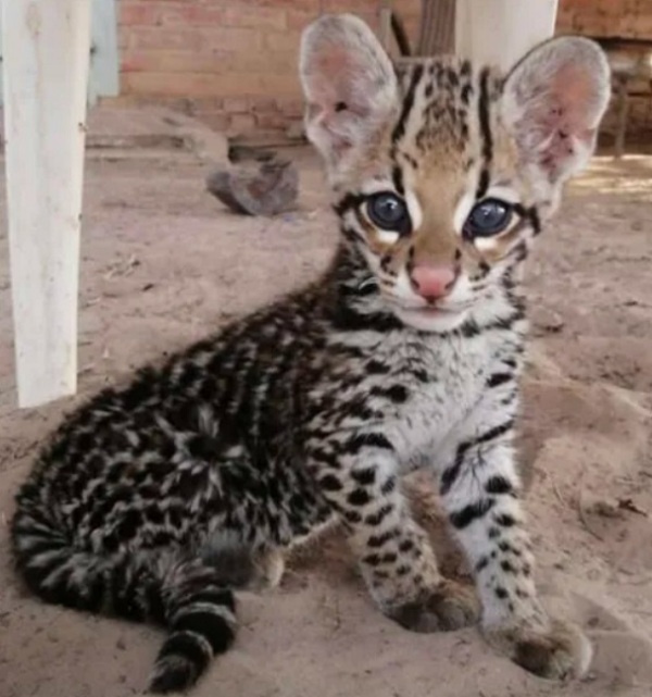 Rescate de un ocelote bebé víctima de tráfico ilegal en Chaco