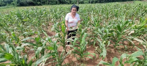 Denuncian supuesta contaminación ambiental por agroquímicos en San Ignacio - Nacionales - ABC Color