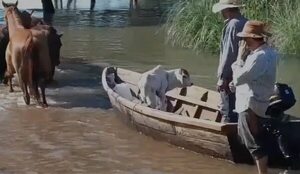 Video: animales son evacuados por temor a que el agua llegue a establecimientos en Ñeembucú - Nacionales - ABC Color