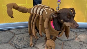 Perrito alacrán se impone en competencia de disfraces