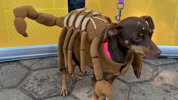 Perrito alacrán se impone en competencia de disfraces