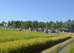 Paraguay necesita contar con variedades propias de arroz - Economía - ABC Color