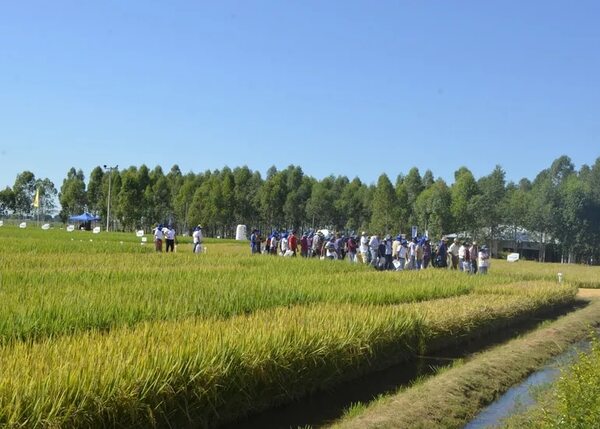 Paraguay necesita contar con variedades propias de arroz - Economía - ABC Color