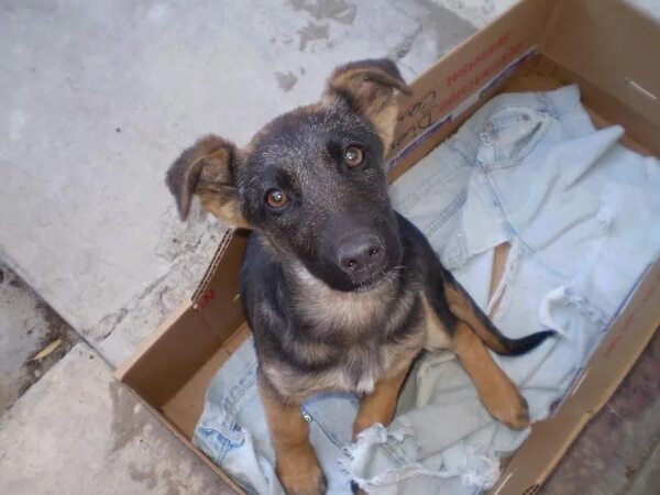 El cruzamiento entre perros de diferentes razas puede ocasionar problemas de salud - Mascotas - ABC Color