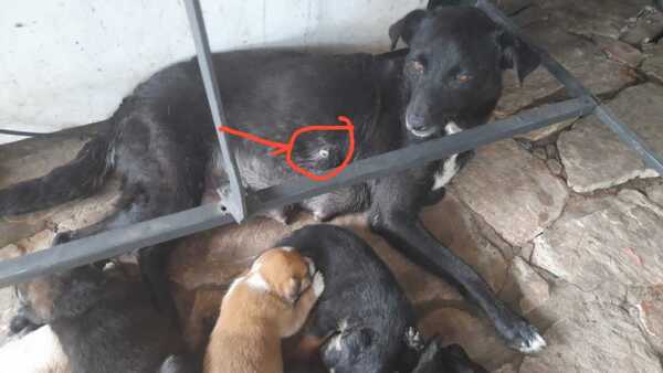 Todo un vecindario se unió para salvar a valiente perrita