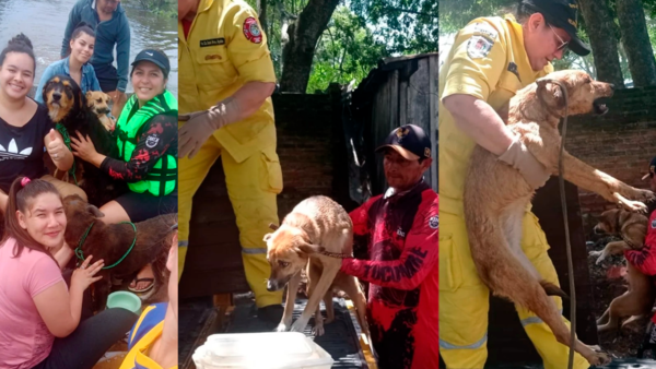 La otra cara de la crecida: Mascotas quedan abandonadas a su suerte en Ayolas