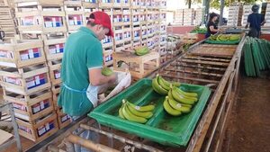 Bananeros ya no soportan retraso de pagos de la Argentina - Noticias del Chaco - ABC Color