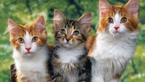 Los gatos efectúan casi 300 expresiones faciales, según investigación
