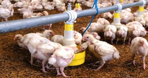 Avicultores solicitan mayor control en fronteras y nuevos mercados