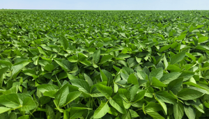 La siembra de soja en Brasil alcanza el 40% del área prevista, según consultora