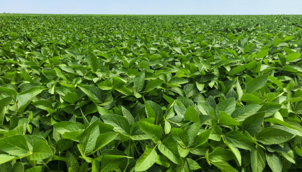 La siembra de soja en Brasil alcanza el 40% del área prevista, según consultora