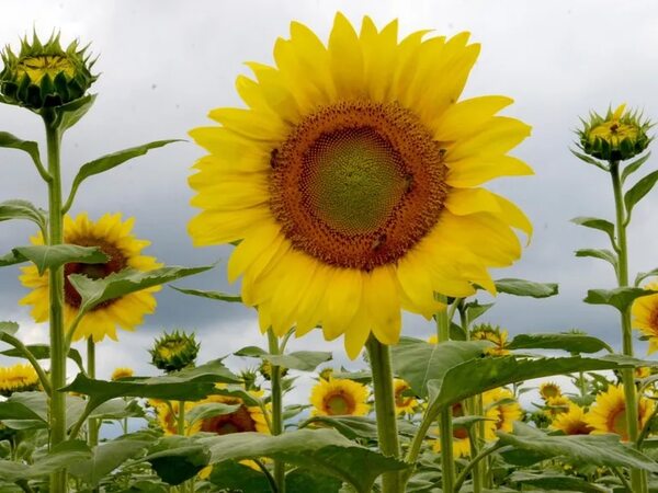 Para el girasol, girar hacia el sol requiere múltiples sistemas complejos - Ciencia - ABC Color