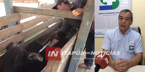 SE REALIZAN MUESTREOS DE BRUCELOSIS A NIVEL DEPARTAMENTAL - Itapúa Noticias