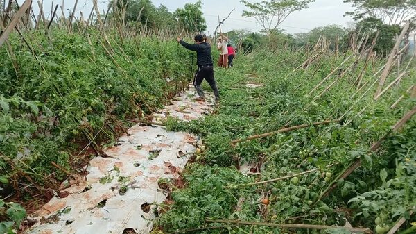 Temporales perjudican la producción frutihortícola en Caaguazú - Nacionales - ABC Color