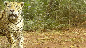 Captan a un yaguareté en Misiones, Argentina