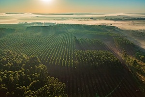INFONA lanza gerramienta para impulsar inversiones forestales