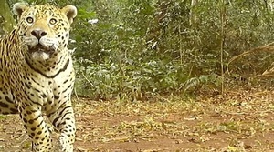 Yaguareté captado en Parque Nacional Iguazú: Un destello de esperanza en la conservación