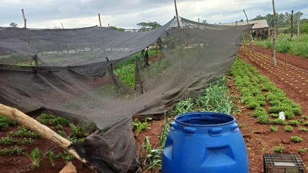 Hortigranjeros pierden 50% de sus cultivos por tormentas y granizos