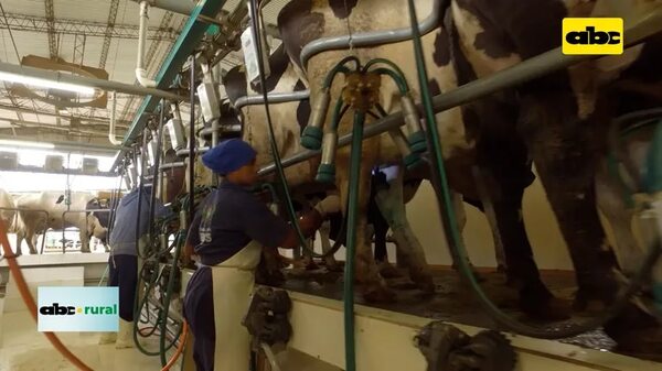Video: equipo limpiador de tetillas de vacas lecheras - ABC Rural - ABC Color