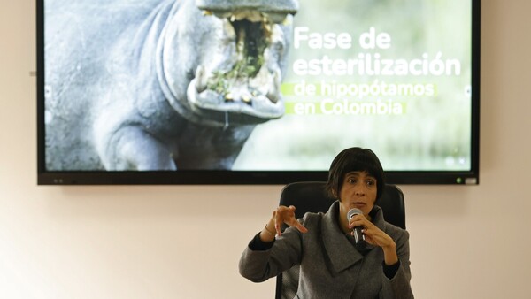 Colombia matará a algunos hipopótamos de Pablo Escobar
