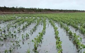 Ribereños y agricultores golpeados por crecida y lluvias en Alto Paraná - ABC en el Este - ABC Color