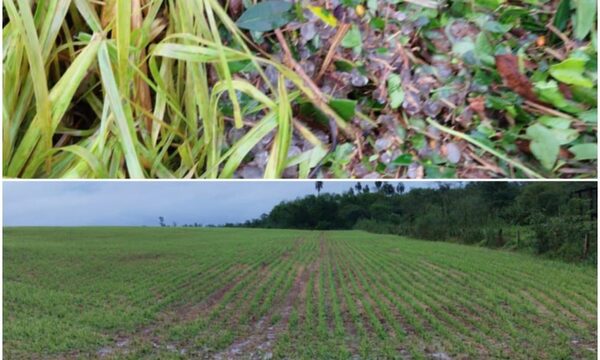 Granizada provoca pérdidas en plantación