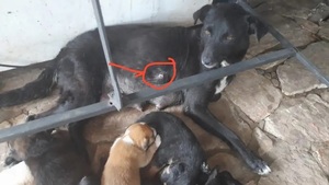 FUE ABANDONADA PERO CASI MUERE DEFENDIENDO UNA DESPENSA - La Voz del Norte