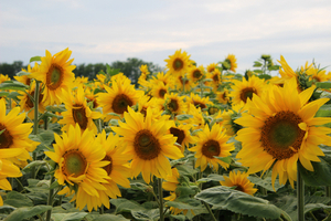 El girasol se expande a nuevos territorios