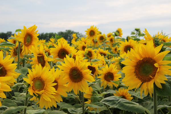 El girasol se expande a nuevos territorios