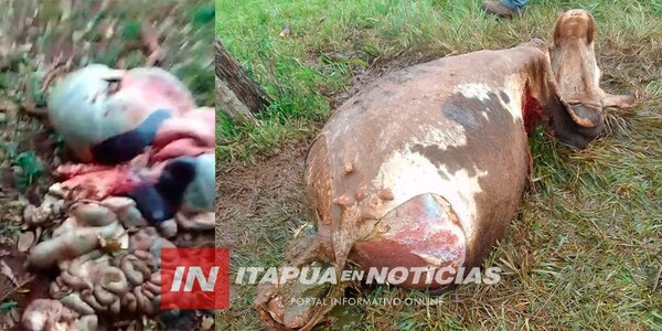 SAN LUIS DEL PNÁ. ES UN PARAÍSO PARA LOS ABIGEOS EN LA REGIÓN, Y LOS VECINOS ESTÁN PIDIENDO MÁS SEGURIDAD. - Itapúa Noticias