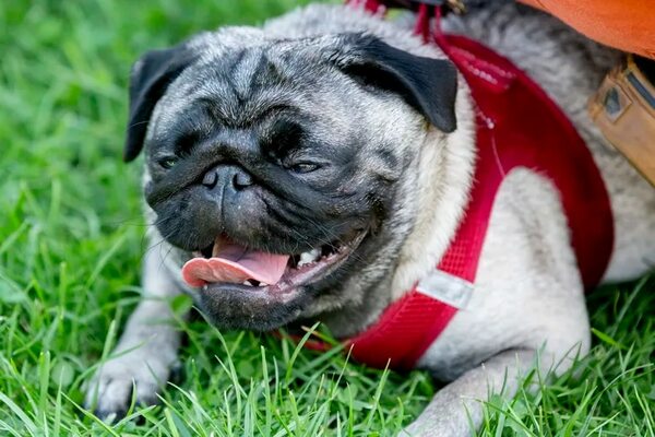 Tendencias de cría en los perros de moda - Mascotas - ABC Color