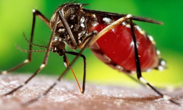 Se disparan los casos de dengue en varios puntos del país