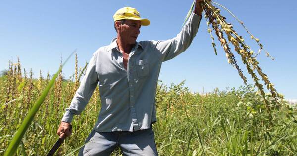 La Nación / Productores de sésamo continúan con los trabajos de siembra, destacan