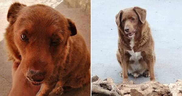 La Nación / El perro más longevo del mundo murió a los 31 años en Portugal