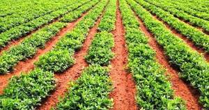 La Nación / Lluvias generaron condiciones de la siembra en el campo