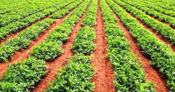 La Nación / Lluvias generaron condiciones de la siembra en el campo
