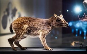 Probable caballo prehistórico es identificado en Alemania - Ciencia - ABC Color
