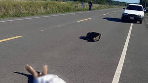 Lo atropellaron y dejaron el cadáver tirado en la ruta