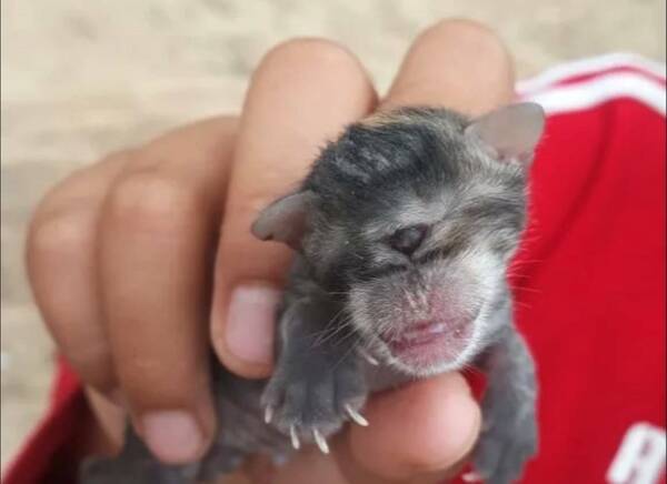 Un gato digno de la mitología griega nació en una ciudad del interior en Bolivia